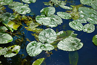 Green Lily Pads Floating on Dark Blue Pond Water