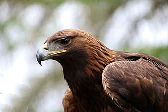 Close-up portrait of a golden eagle head in profile