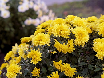Vibrant Yellow Chrysanthemums in a Garden