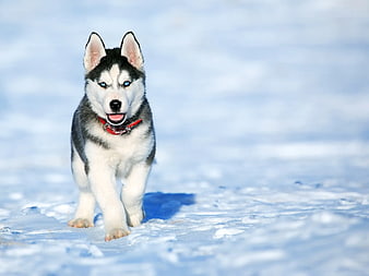 Cute Siberian Husky Puppy Running in Snow