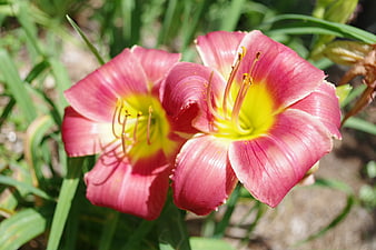 Vibrant Pink Daylilies with Yellow Centers in Garden