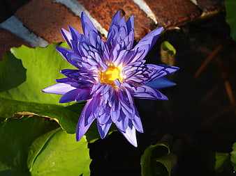 Vibrant Purple Water Lily with Yellow Center in Pond