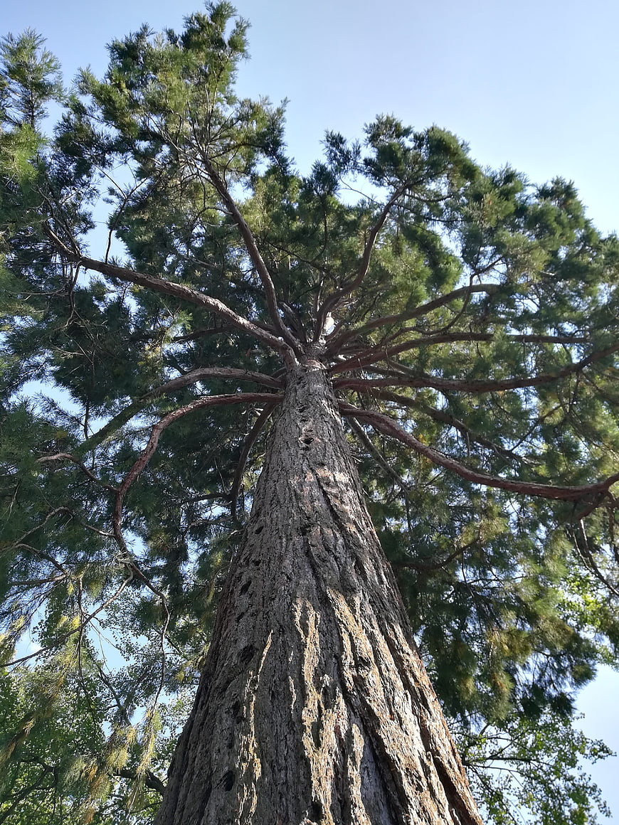 Low angle view of giant sequoia tree trunk and branches