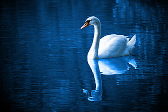 White Swan Swimming in Blue Water with Reflection