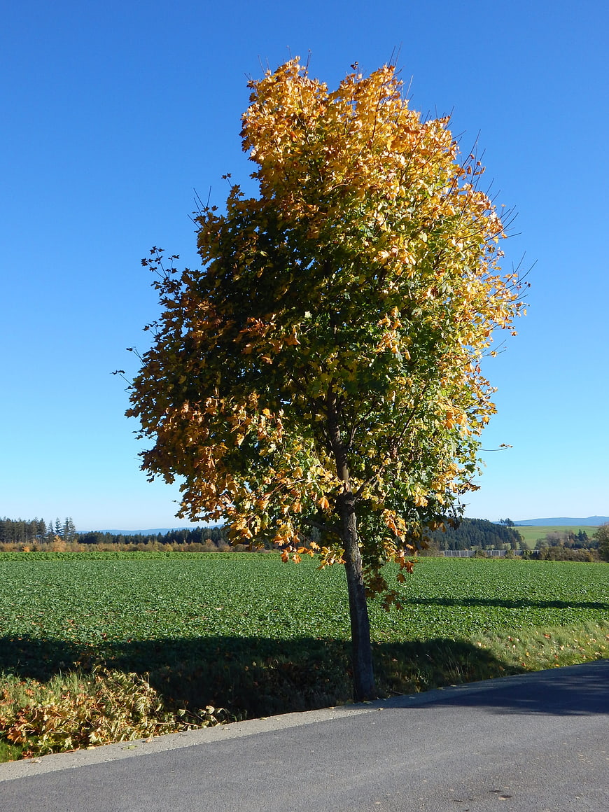 Lone autumn tree with yellow leaves by rural road