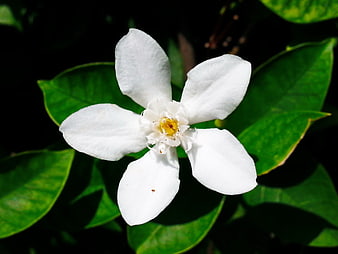 Close-up of white gardenia flower with green leaves