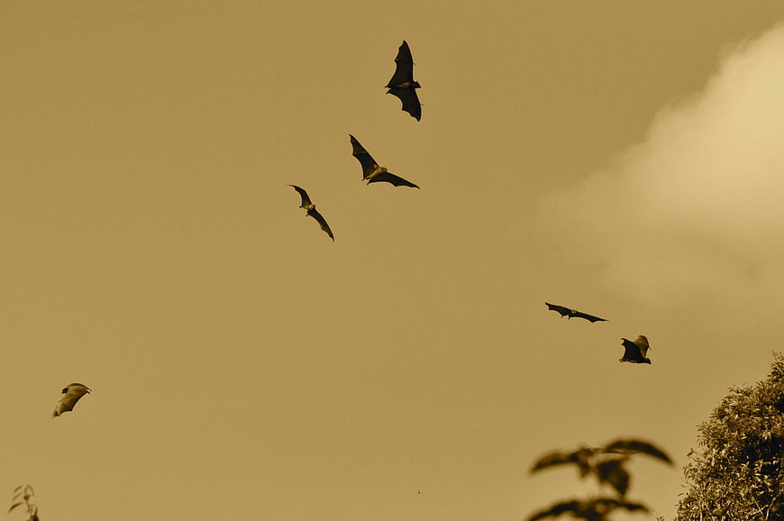 Flying Bats Silhouetted Against Sepia Toned Sky