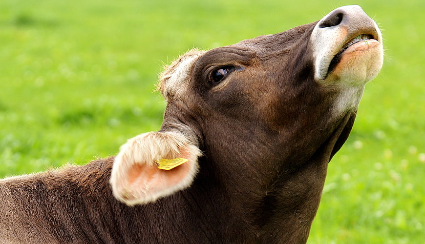 Close-up of a brown cow with yellow ear tag in green pasture