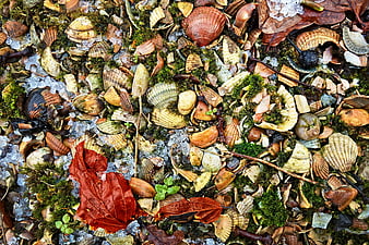 Top view of seashells, moss, and autumn leaves on rocky ground