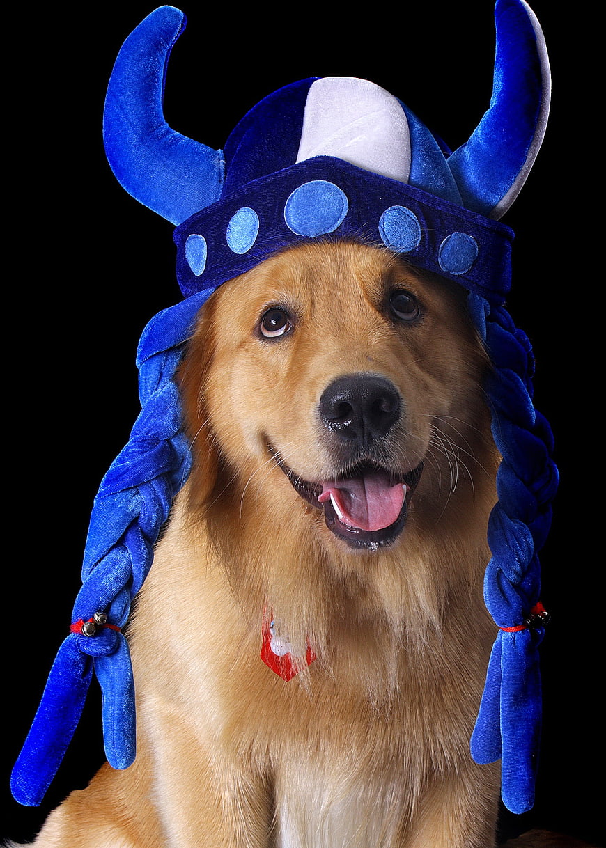 Golden Retriever Wearing Blue Viking Helmet Costume