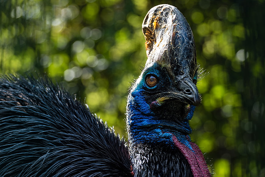Close-up portrait of a cassowary bird with blue neck and casque