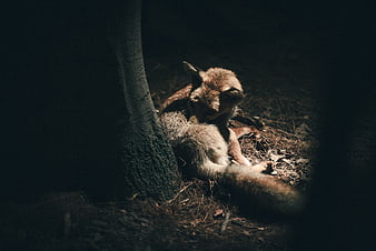 Red fox grooming fur in dark forest shadows