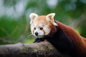 Cute Red Panda Resting on Tree Branch