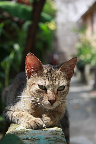 Portrait of a Tabby Cat Resting on a Stone Wall
