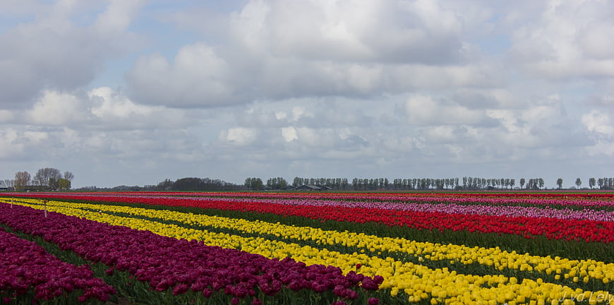 Vibrant Rows of Colorful Tulips in a Dutch Field