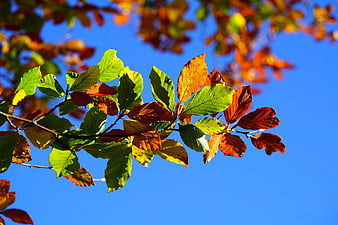 Colorful Autumn Beech Leaves Against Blue Sky
