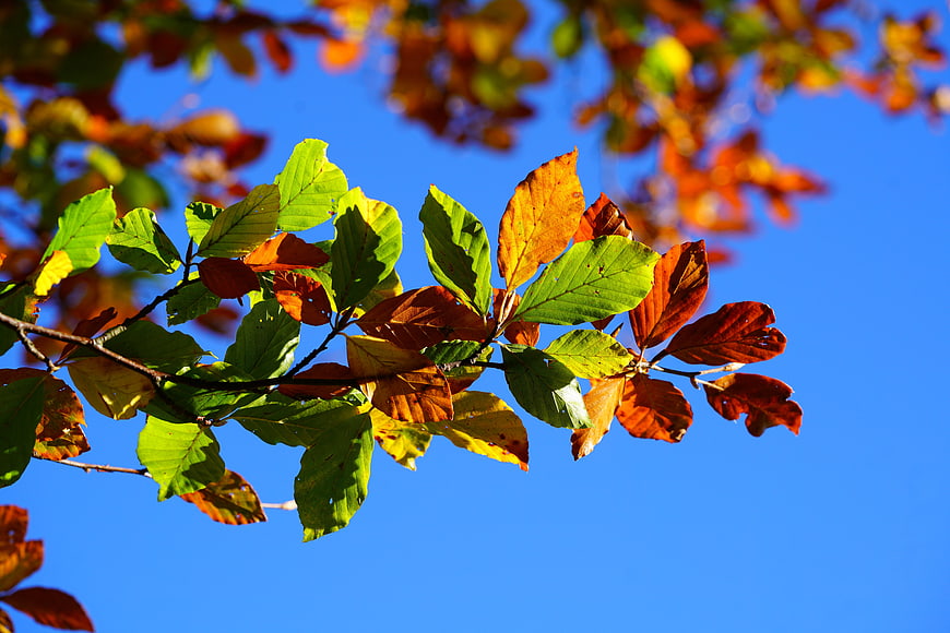 Colorful Autumn Beech Leaves Against Blue Sky