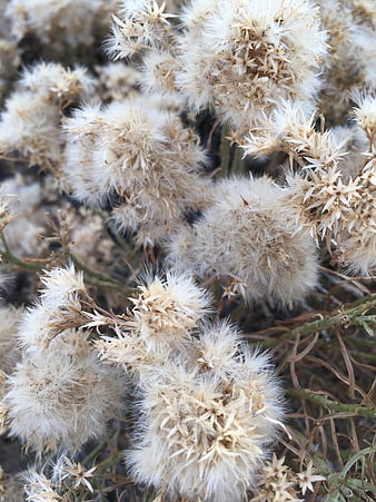 Close-up of fluffy white seed heads on dried stems