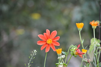 Vibrant Orange Flower in Garden with Blurred Background