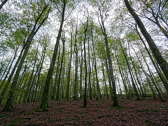 Low angle view of tall trees in a dense forest canopy
