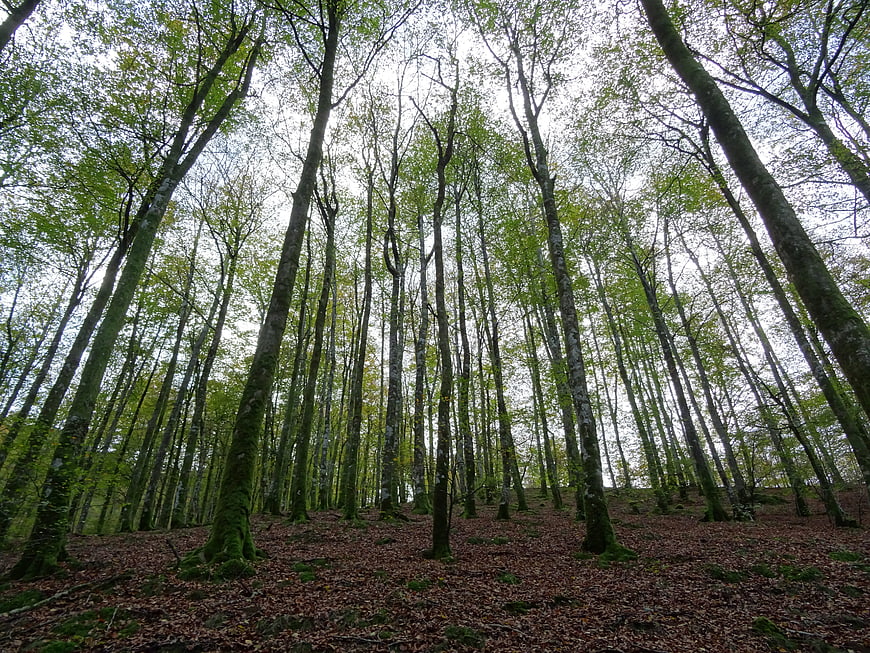 Low angle view of tall trees in a dense forest canopy