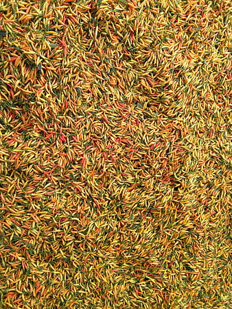 Top View of Drying Red and Yellow Chili Peppers