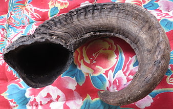 Traditional Jewish Shofar Ram's Horn on Floral Fabric