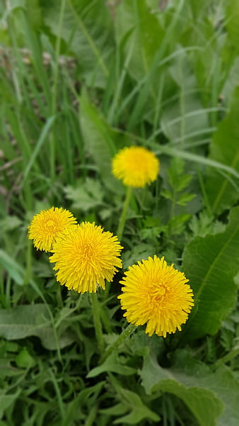 Close-up of bright yellow dandelions in green grass