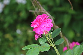 Vibrant Pink Rose Bloom with Green Leaves and Bud
