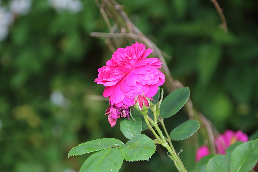 Vibrant Pink Rose Bloom with Green Leaves and Bud