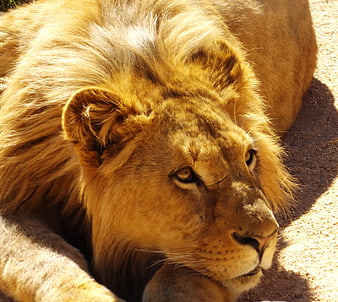 Close-up of a majestic male lion resting in the sun