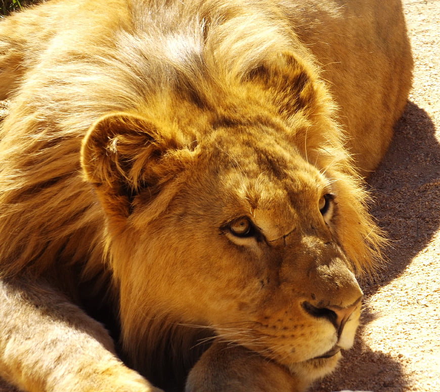 Close-up of a majestic male lion resting in the sun