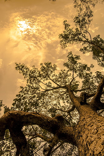 Low Angle View of Large Tree Trunk Against Golden Cloudy Sky