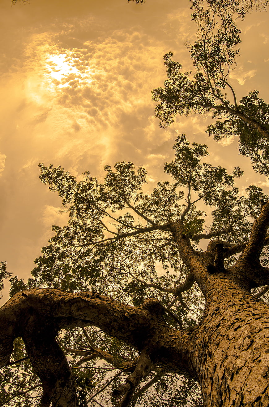 Low Angle View of Large Tree Trunk Against Golden Cloudy Sky