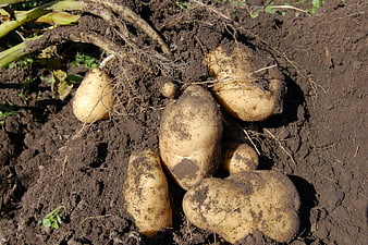 Freshly harvested potatoes in dark soil with roots and stems