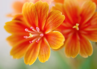 Close-up of vibrant orange and yellow flower with pink stamens