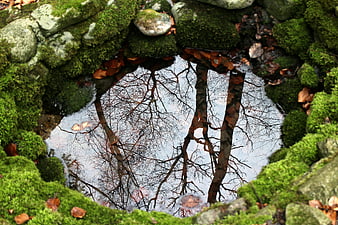 Mossy Stone Frame Surrounding Water Reflection of Bare Winter Trees