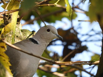 Close-up of a Collared Dove perched in a tree