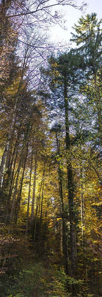 Tall Trees in Golden Autumn Forest with Sunlight