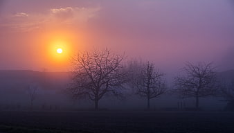Misty Sunrise Over Bare Trees in Rural Landscape
