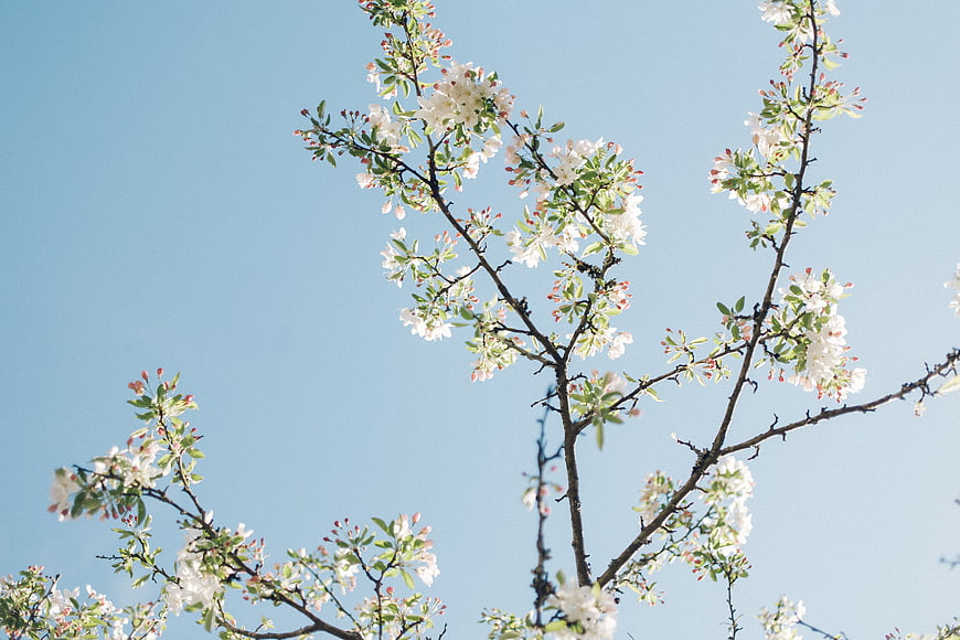White Blossoms on Branches Against Blue Sky