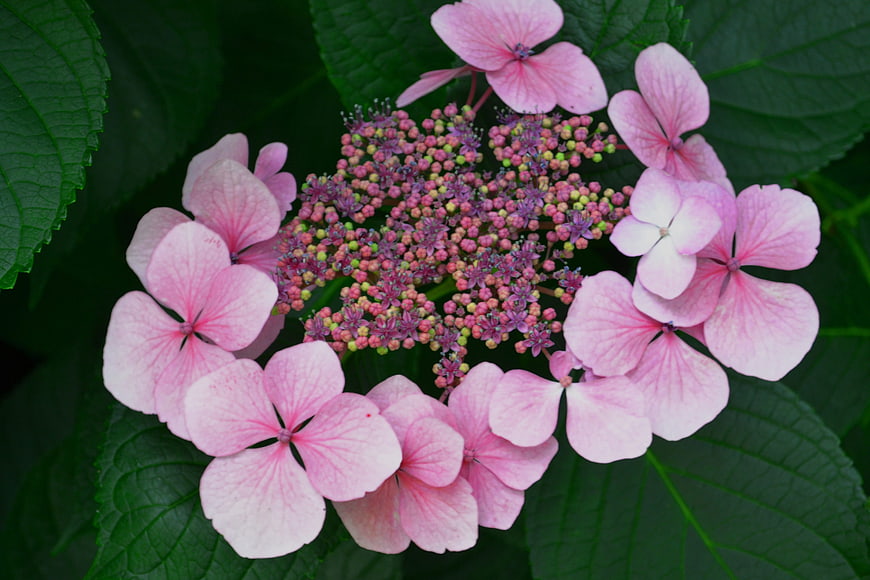 Close-up of pink lacecap hydrangea flower on green leaves