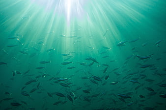 Underwater School of Fish With Sunlight Rays