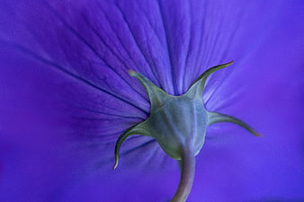 Macro Photography of Purple Flower Backside with Green Calyx