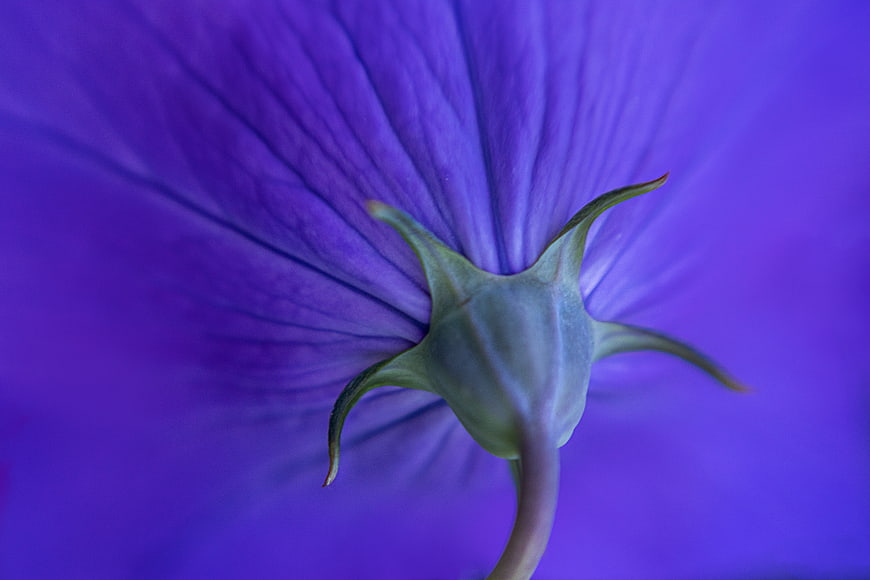 Macro Photography of Purple Flower Backside with Green Calyx