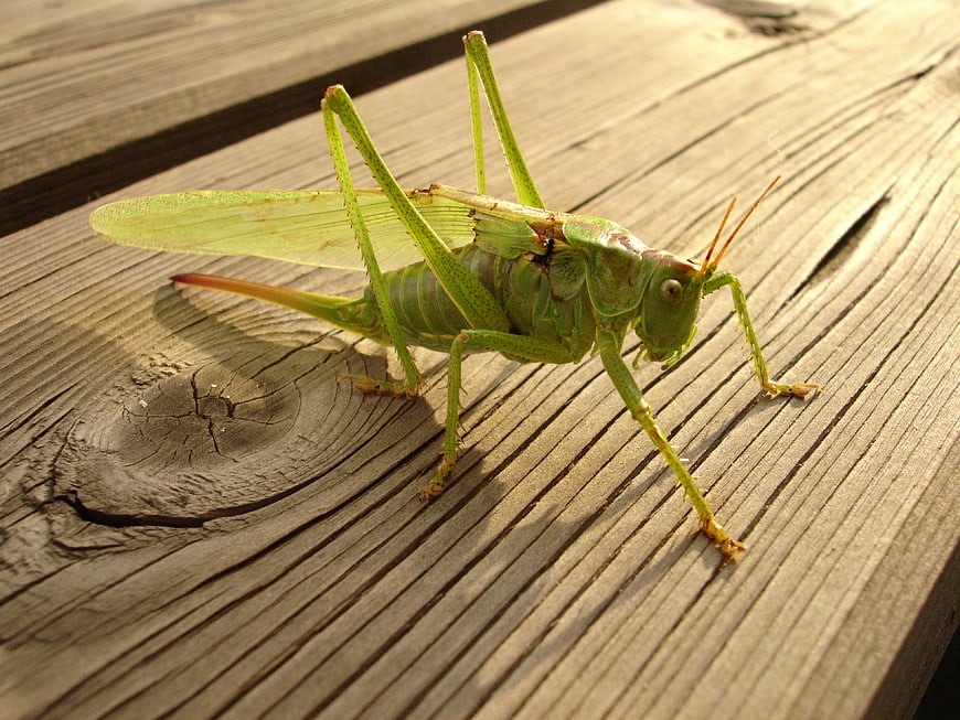 Green Katydid Insect on Weathered Wood Deck