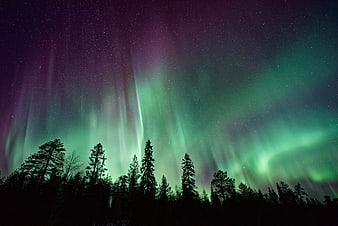 Vibrant Aurora Borealis Over Silhouetted Pine Forest