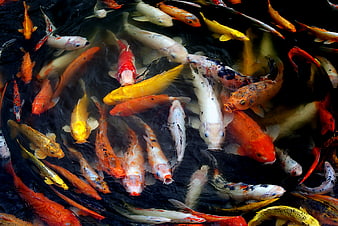 Colorful Koi Fish Swimming in Dark Pond Water