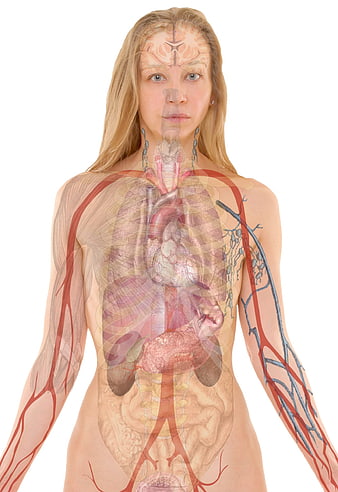 Anatomical X-Ray Overlay of Female Human Body Organs and Systems