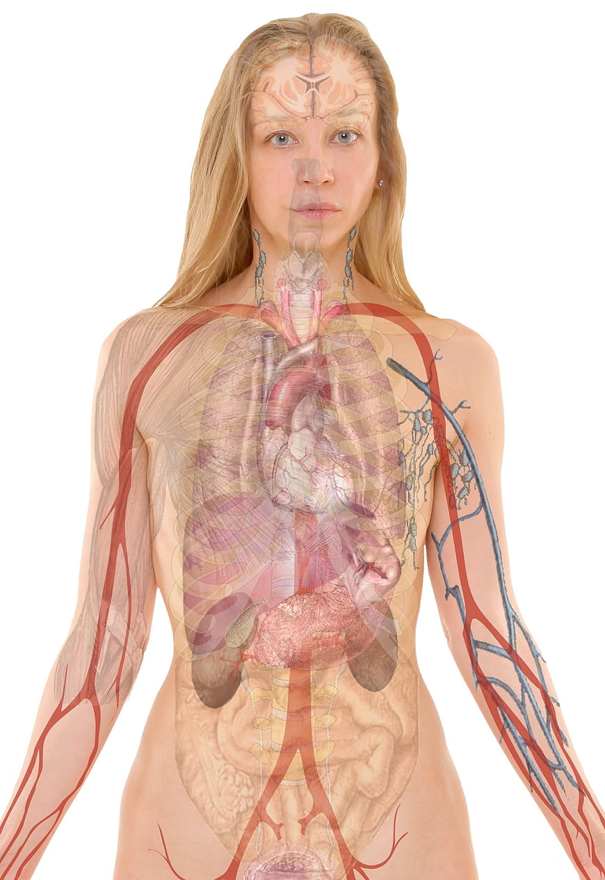 Anatomical X-Ray Overlay of Female Human Body Organs and Systems